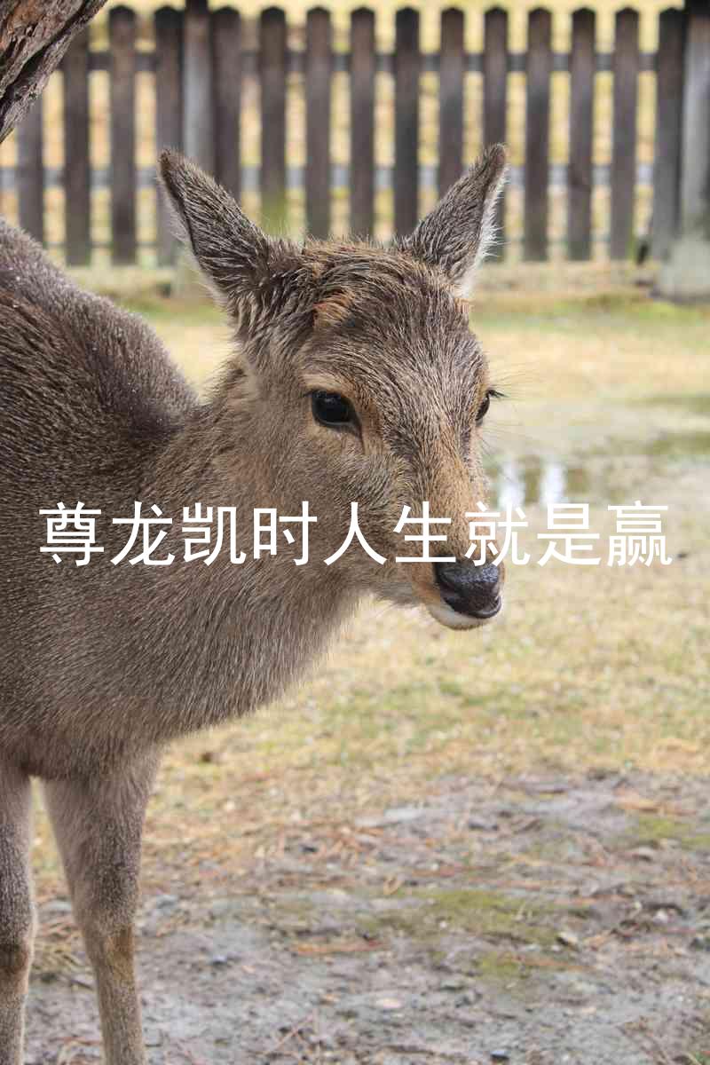 尊龙凯时人生就是赢